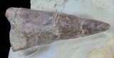 Mosasaur (Platecarpus) Tooth in Chalk - Kansas #61479-1